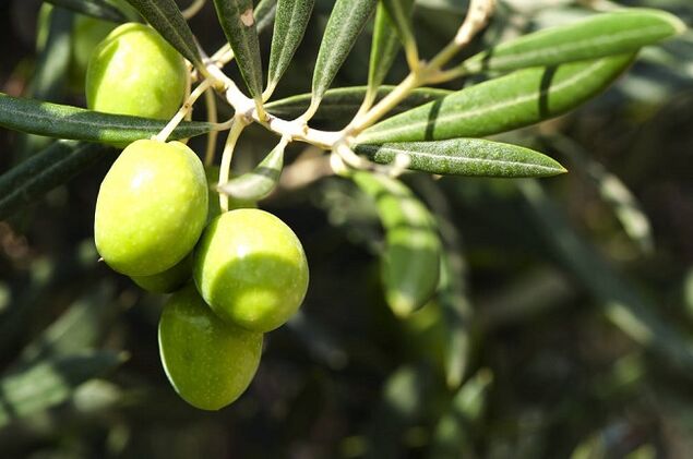 فوائد تناول الزيتون في النظام الغذائي الكيتوني